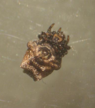 Phoroncidia paradoxa (Theridiidae)